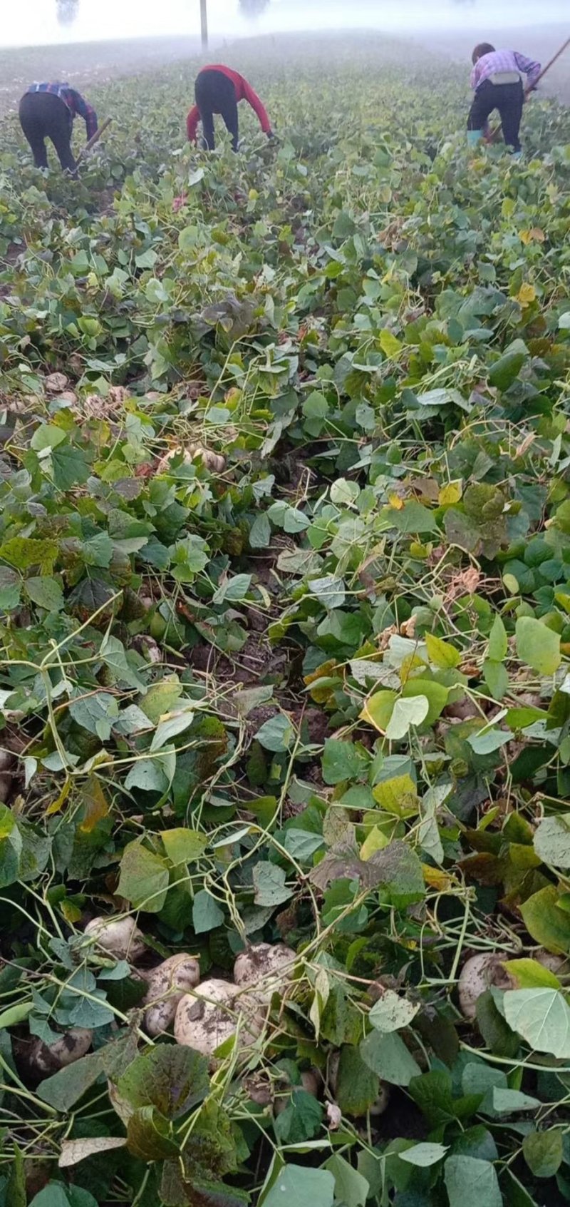湖北精品凉薯，沙地种植香甜可口，合作社产地批发，，，，，