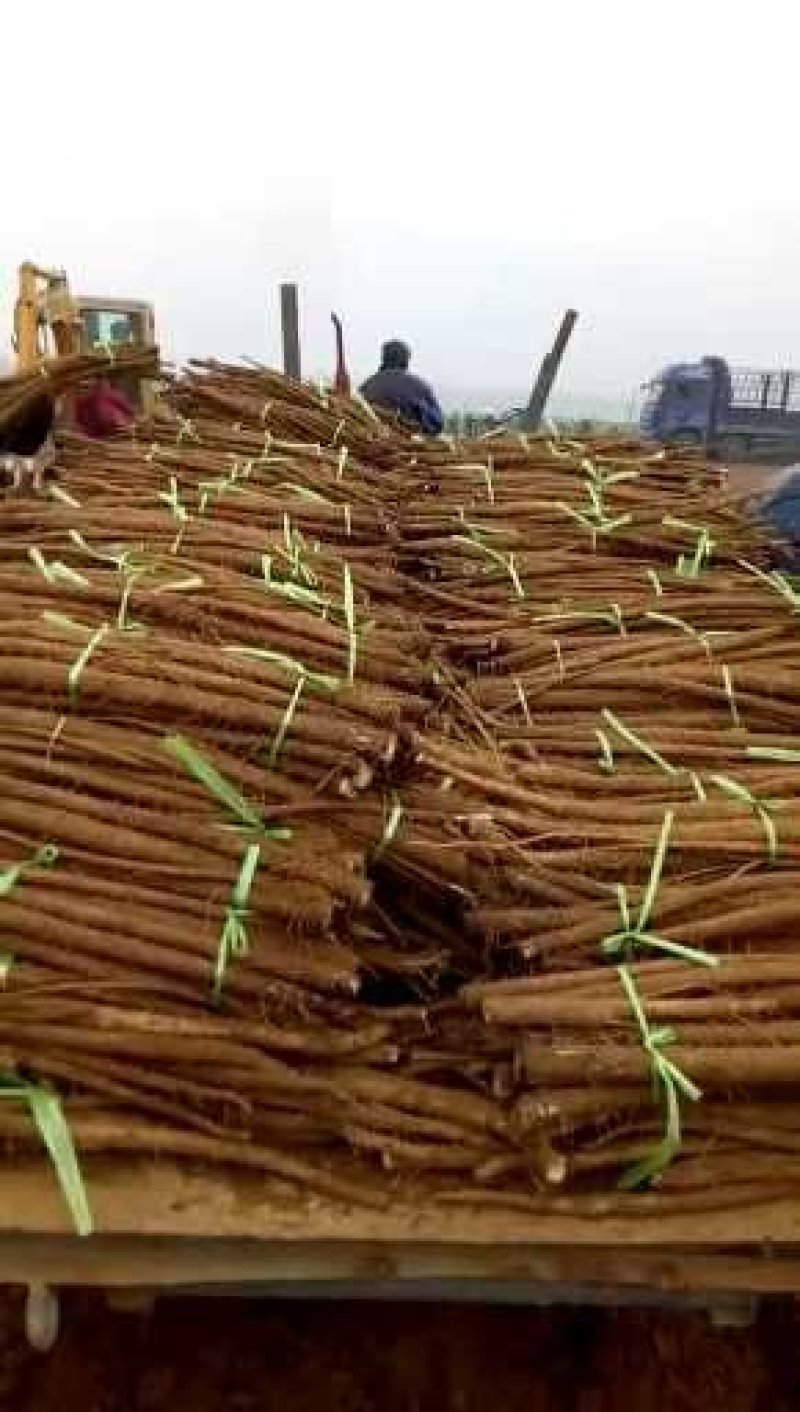 新鲜刚出土的牛蒡量大从优