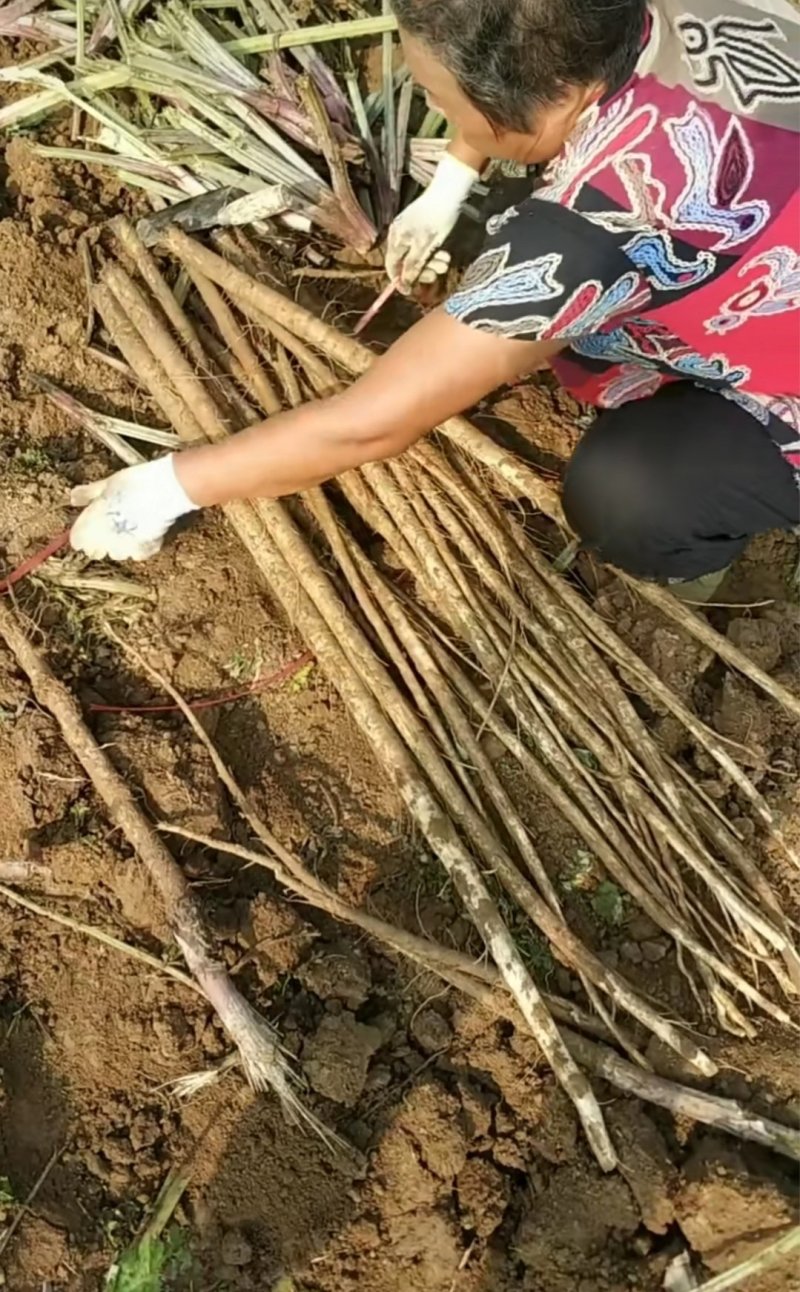 新鲜刚出土的牛蒡量大从优