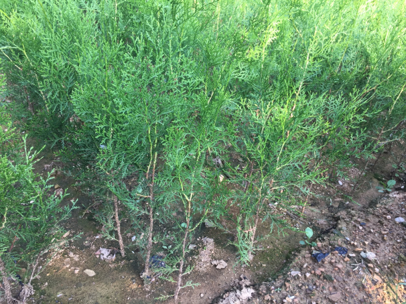 侧柏苗规格齐全侧柏基地供应侧柏侧柏小苗侧柏