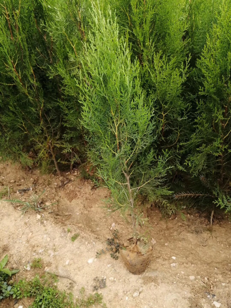 侧柏苗规格齐全侧柏基地供应侧柏侧柏小苗侧柏