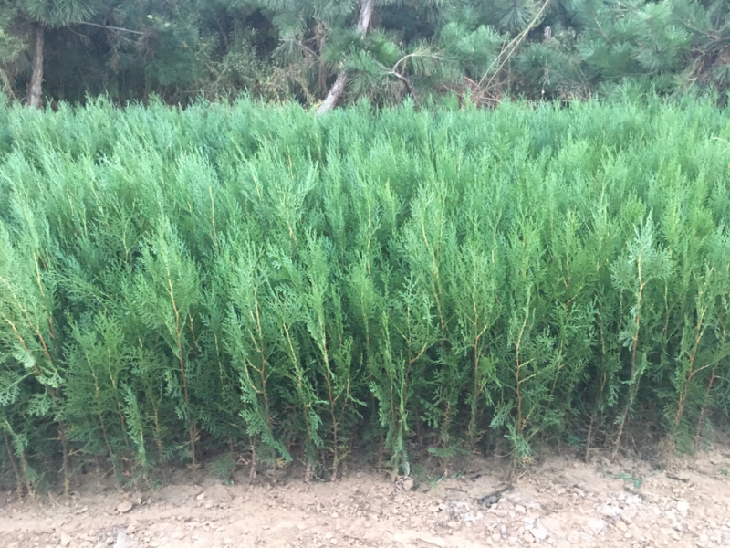 侧柏苗规格齐全侧柏基地供应侧柏侧柏小苗侧柏