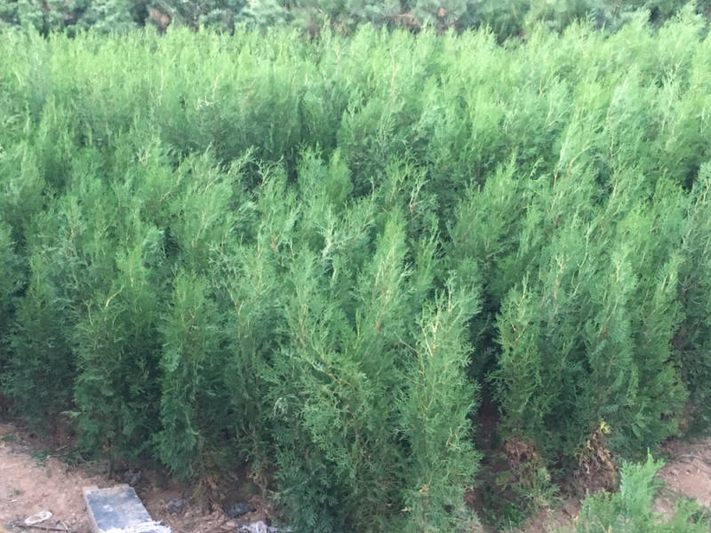 侧柏苗规格齐全侧柏基地供应侧柏侧柏小苗侧柏