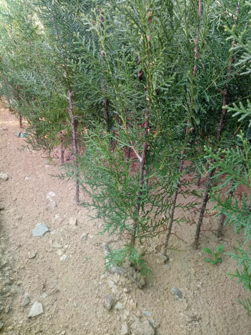 侧柏苗规格齐全侧柏基地供应侧柏侧柏小苗侧柏