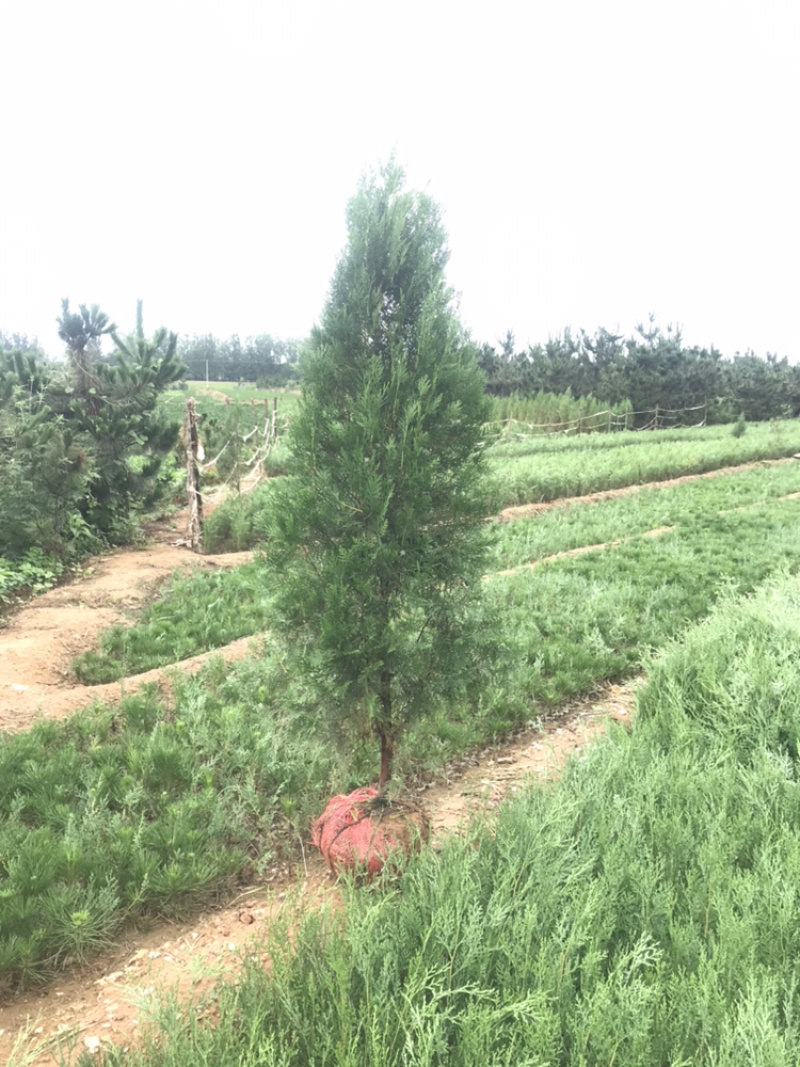 侧柏苗规格齐全侧柏基地供应侧柏侧柏小苗侧柏