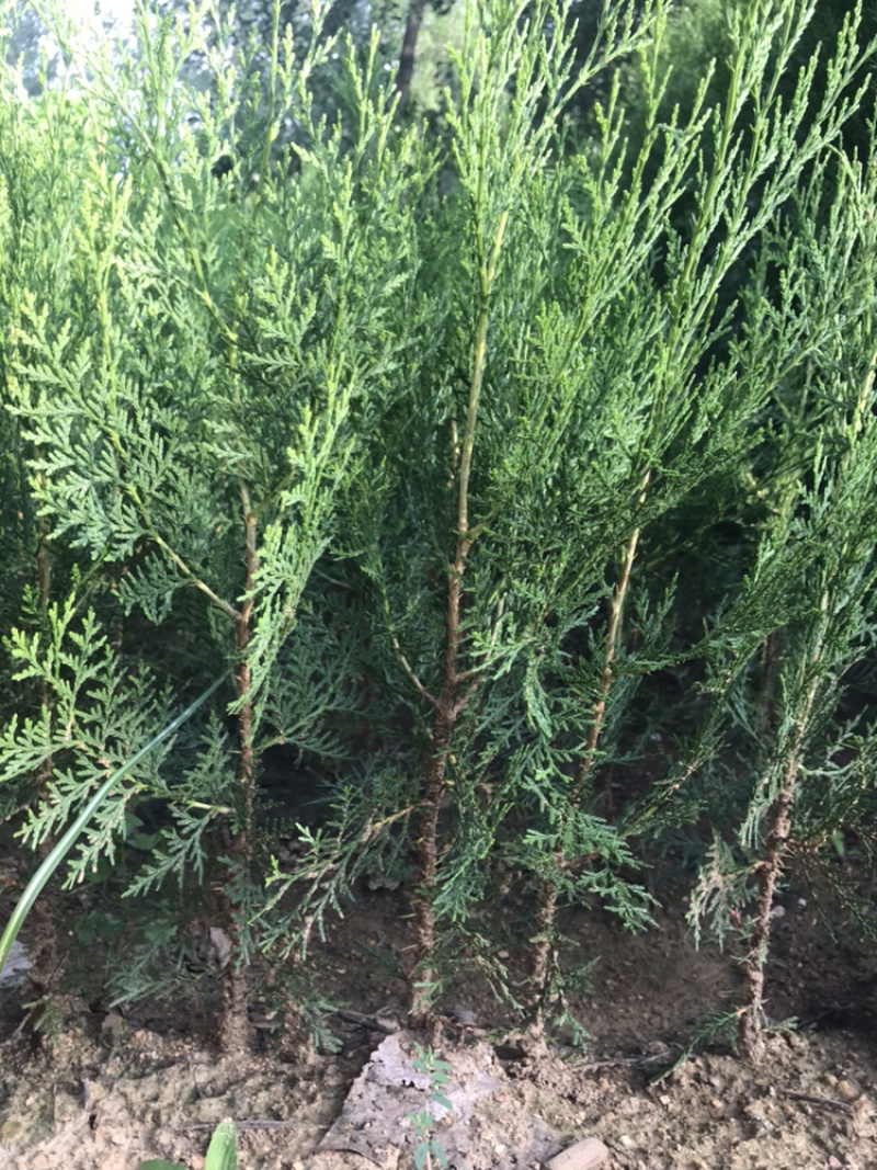 侧柏苗规格齐全侧柏基地供应侧柏侧柏小苗侧柏