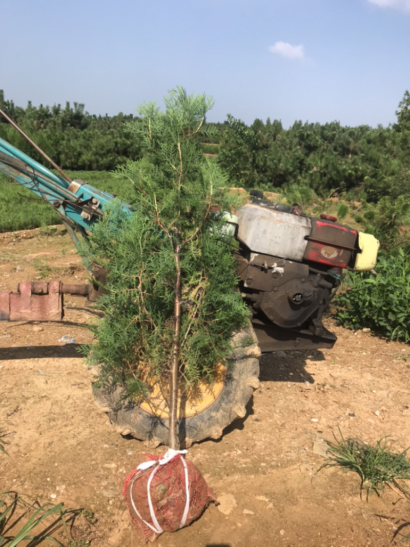 侧柏苗规格齐全侧柏基地供应侧柏侧柏小苗侧柏