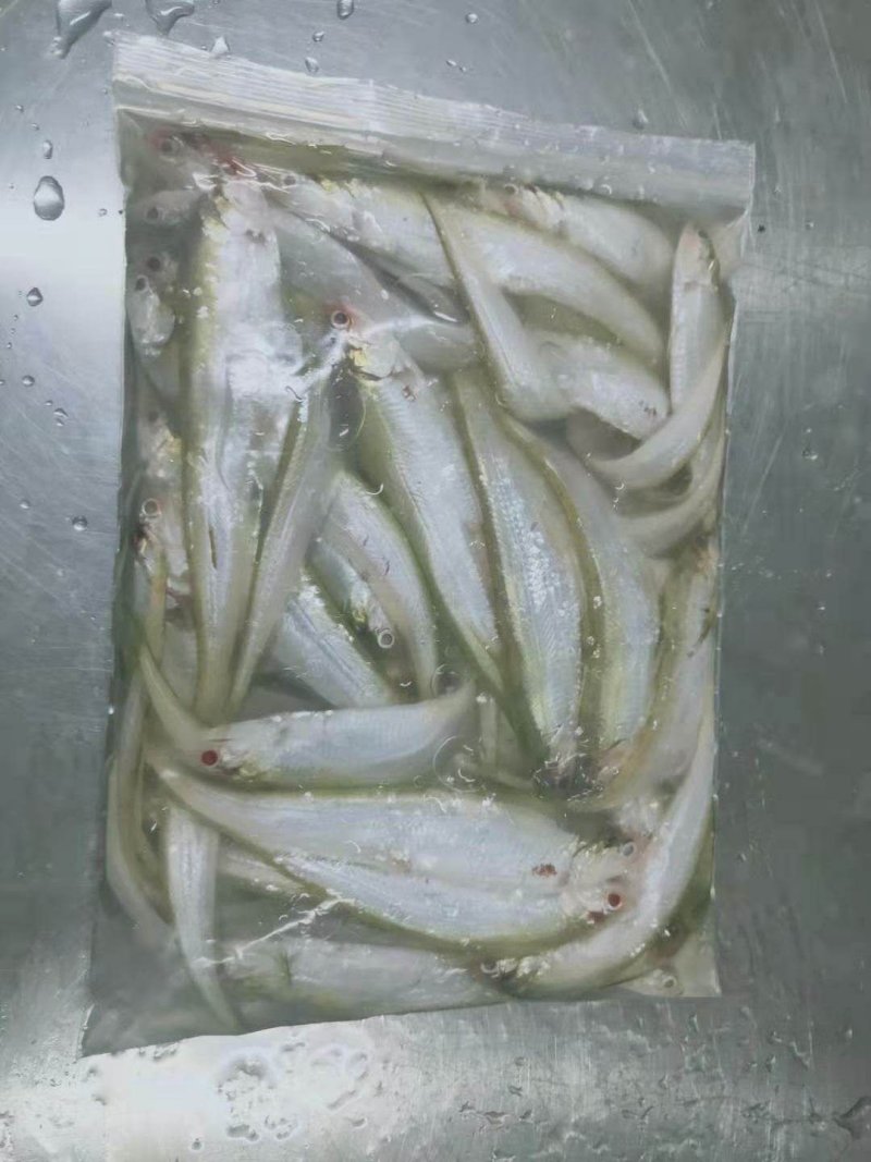黄河刀鱼