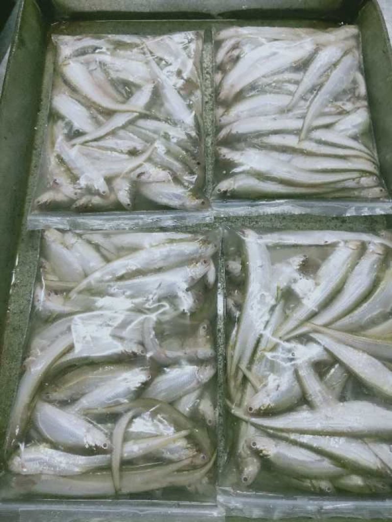黄河刀鱼