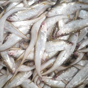 黄河刀鱼
