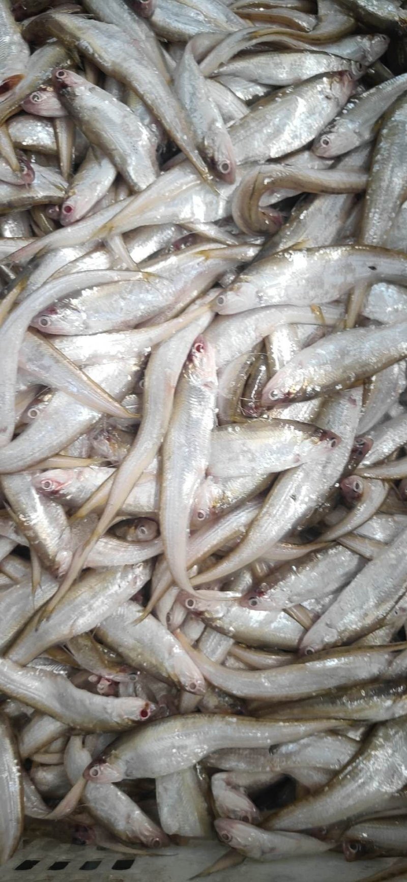 黄河刀鱼