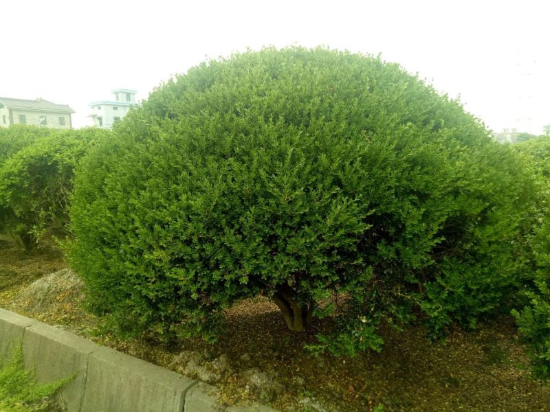 球类，品种多，工程用苗