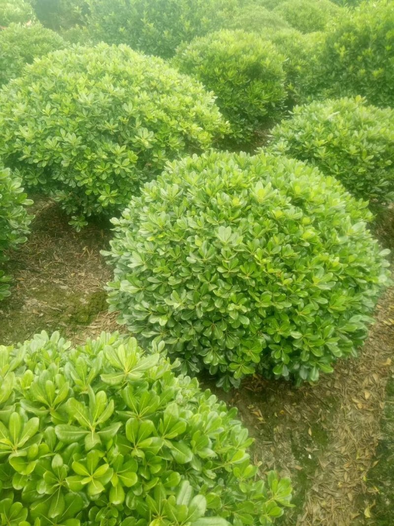 球类，品种多，工程用苗