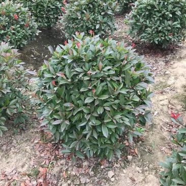 球类，品种多，工程用苗