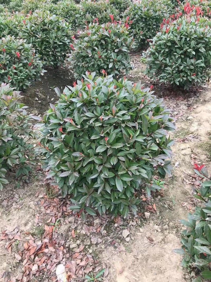 球类，品种多，工程用苗