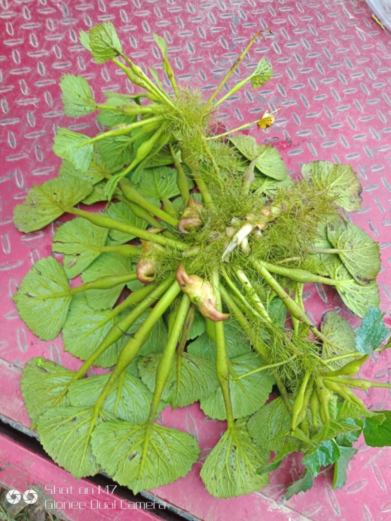 菱角种子【包邮】水生植物菱角种苗净化池塘营养丰富