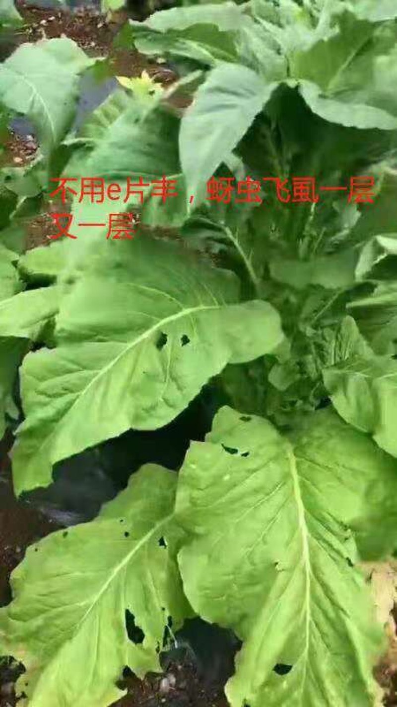 大棚瓜果蔬一棵一片e片丰移栽片趋避蚜虫白粉虱缓释片剂