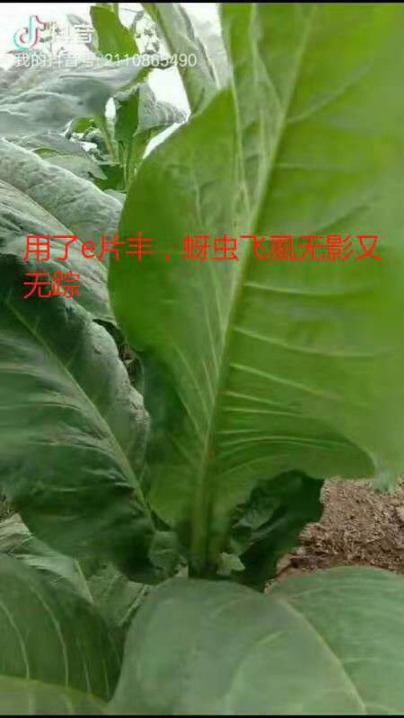 大棚瓜果蔬一棵一片e片丰移栽片趋避蚜虫白粉虱缓释片剂