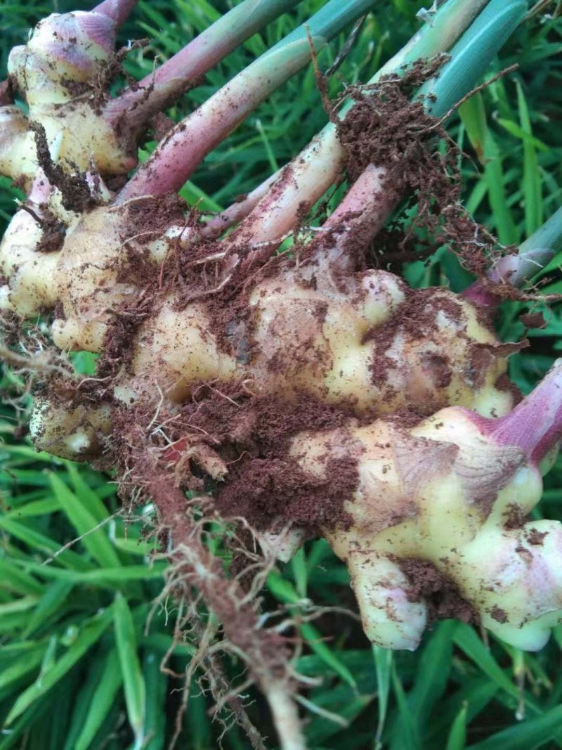 云南菜姜，姜块大供货量足，品质好价格优美
