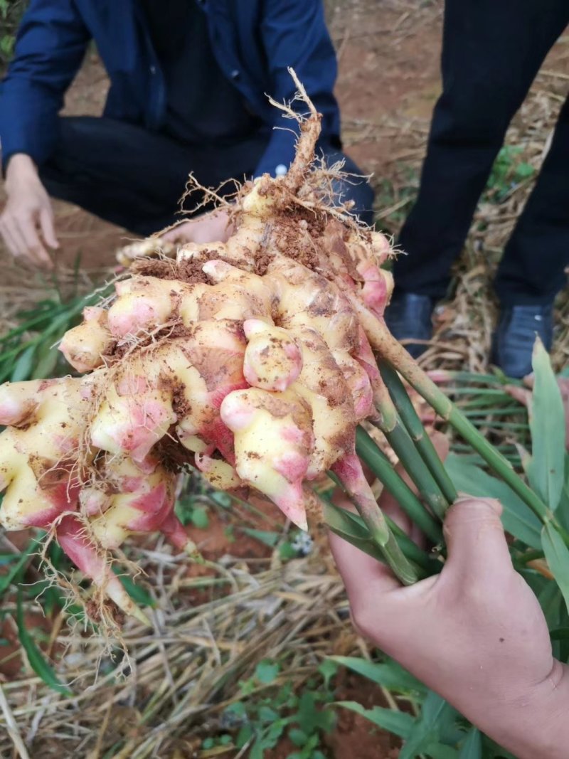 云南菜姜，姜块大供货量足，品质好价格优美