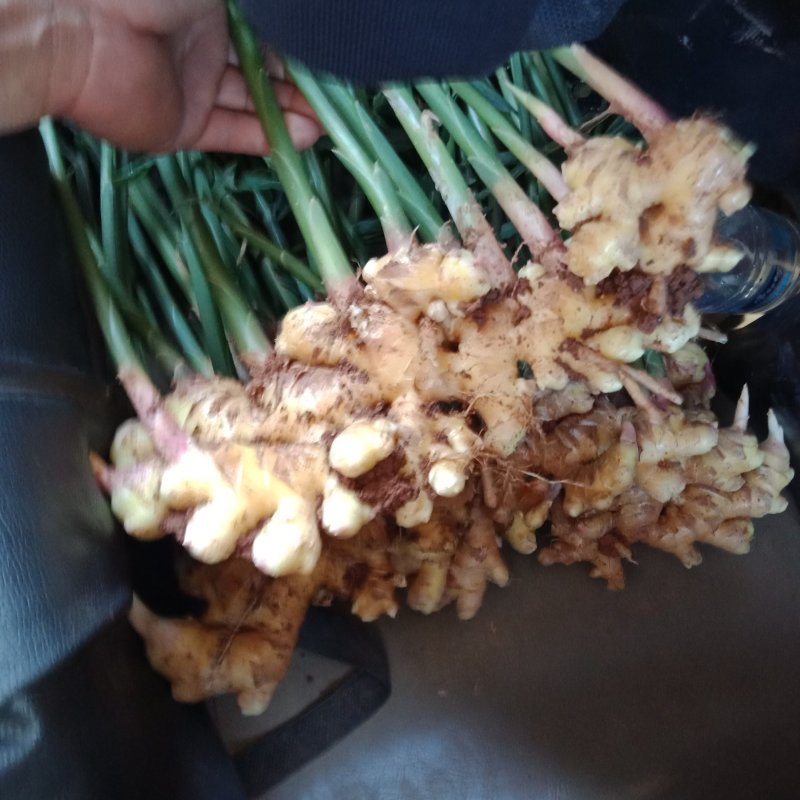 云南菜姜，姜块大供货量足，品质好价格优美