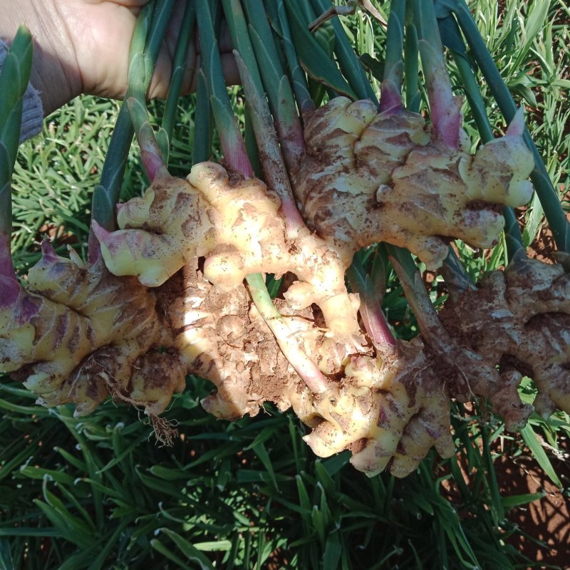 云南菜姜，姜块大供货量足，品质好价格优美