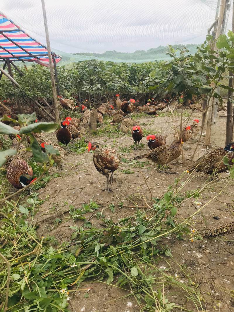 山鸡，生态养殖，喂养五谷杂粮和青菜！大量批发