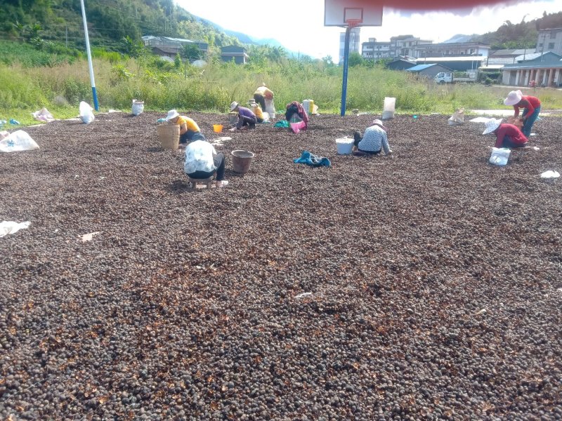 普洱茶叶籽茶叶籽仁育苗播种榨油高茶多酚高产量