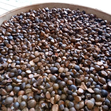 出售油茶籽，木籽，山茶籽