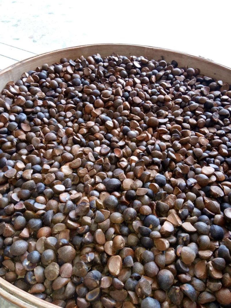 出售油茶籽，木籽，山茶籽