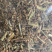 【舜波中药材】蛤蟆草荔枝草质量好量大从优