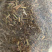 【舜波中药材】蛤蟆草荔枝草质量好量大从优