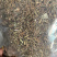 【舜波中药材】蛤蟆草荔枝草质量好量大从优