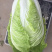 白菜