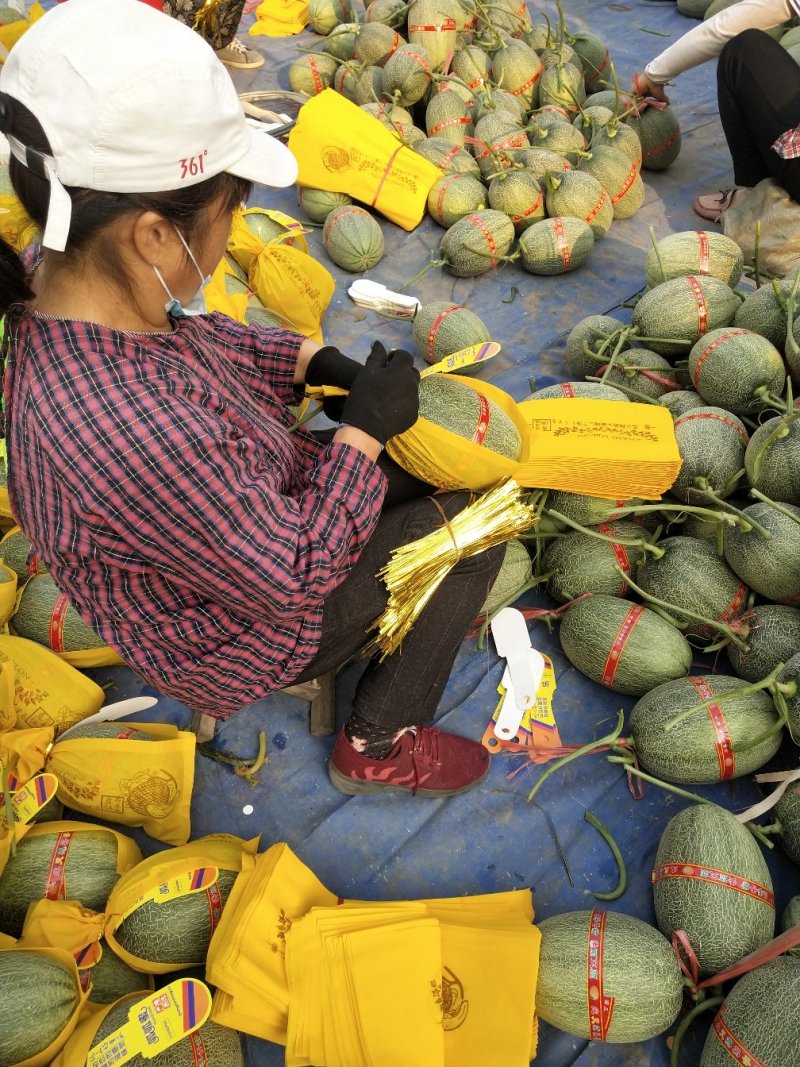 哈密瓜25哈密瓜大量上市甜度高皮薄耐运输价优