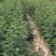 花椒苗大红袍无刺花椒树苗当年结果包技术地栽
