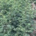 花椒苗大红袍无刺花椒树苗当年结果包技术地栽