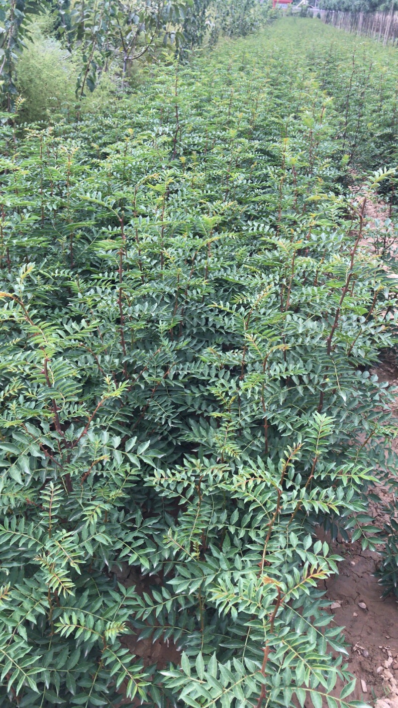 花椒苗大红袍无刺花椒树苗当年结果包技术地栽