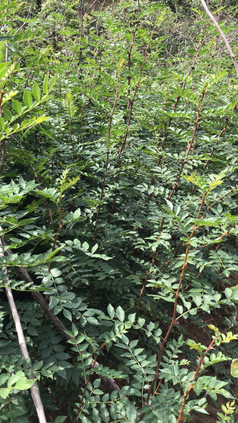 花椒苗大红袍无刺花椒树苗当年结果包技术地栽