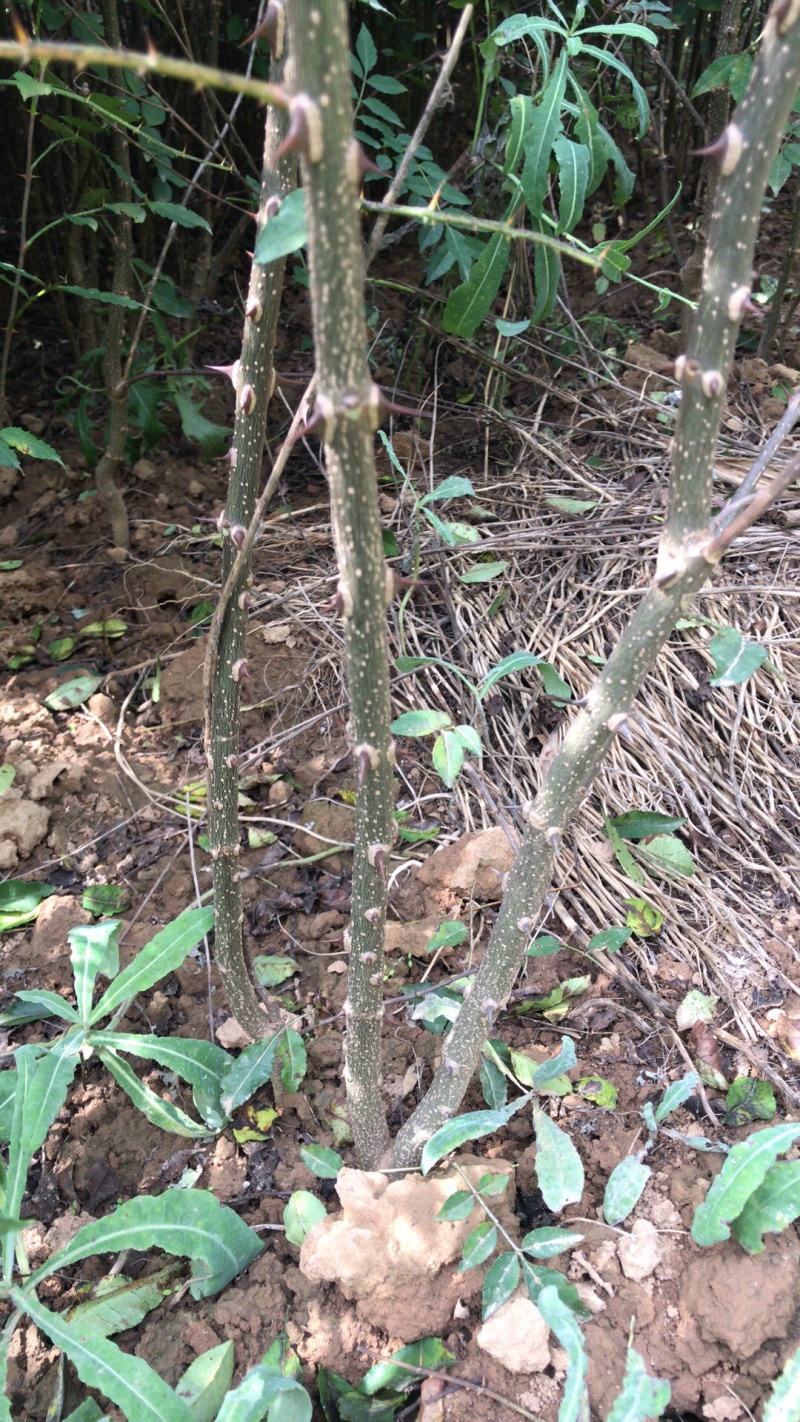 花椒苗大红袍无刺花椒树苗当年结果包技术地栽