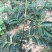 花椒苗大红袍无刺花椒树苗当年结果包技术地栽