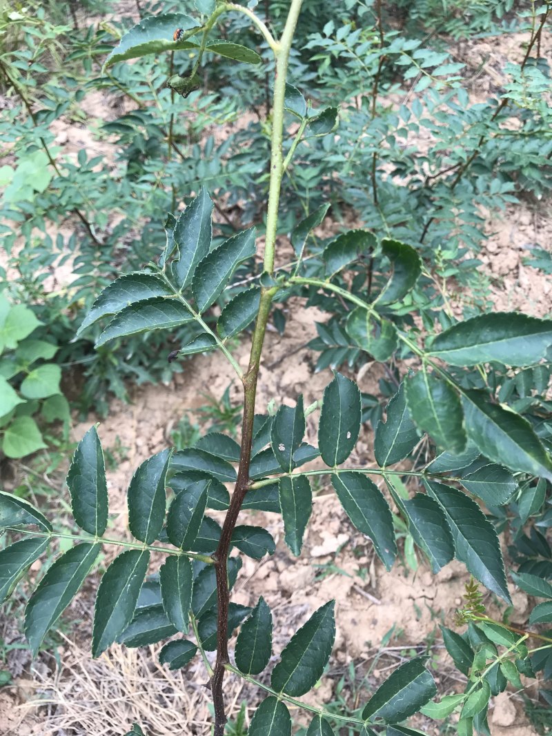 花椒苗大红袍无刺花椒树苗当年结果包技术地栽