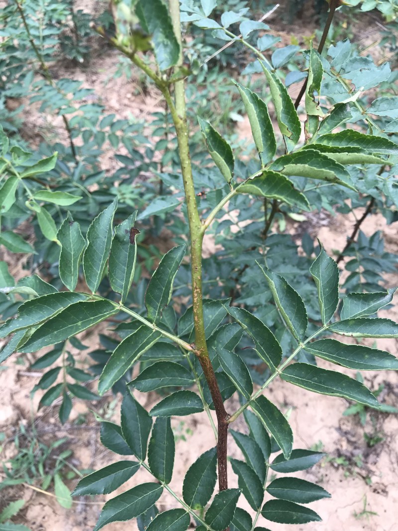 花椒苗大红袍无刺花椒树苗当年结果包技术地栽