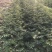 花椒苗大红袍无刺花椒树苗当年结果包技术地栽