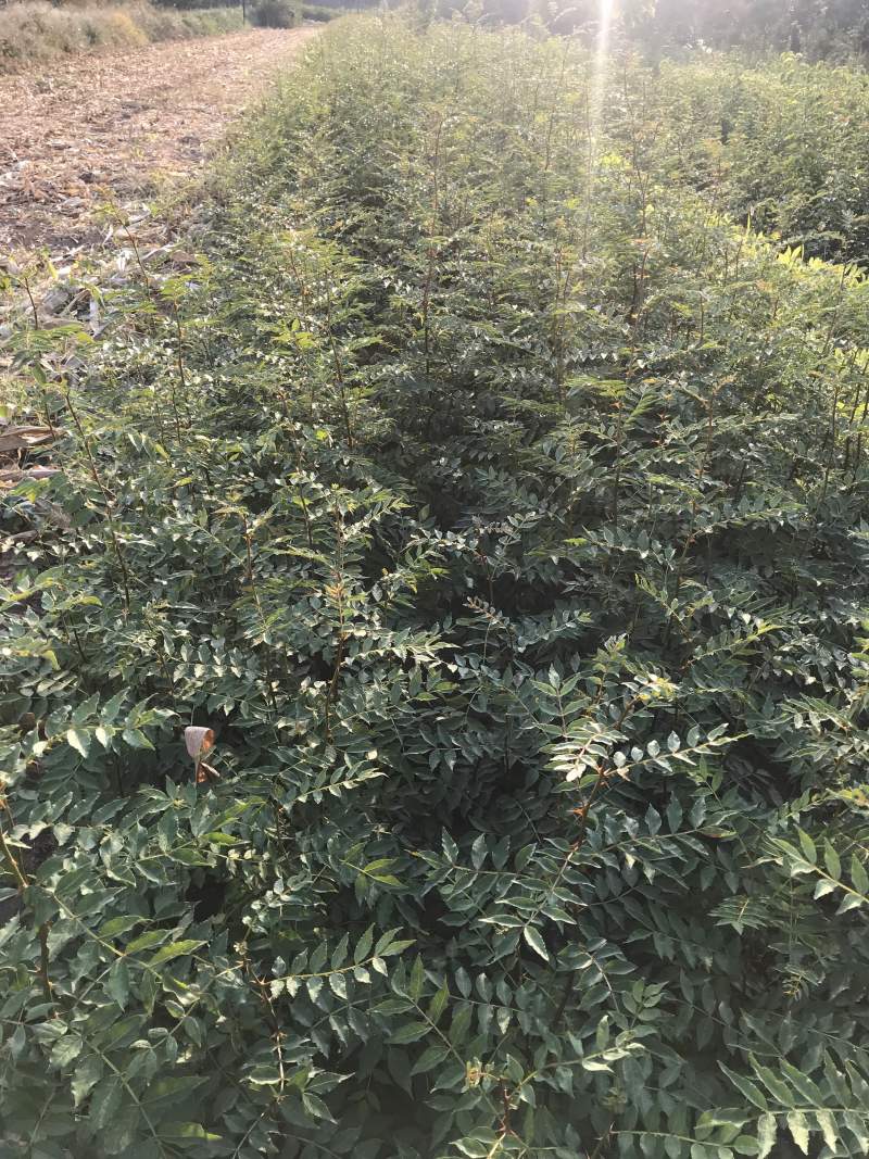 花椒苗大红袍无刺花椒树苗当年结果包技术地栽