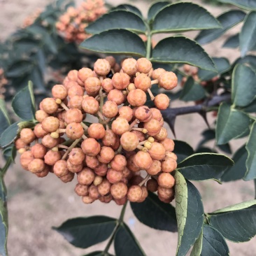 花椒苗大红袍无刺花椒树苗当年结果包技术地栽