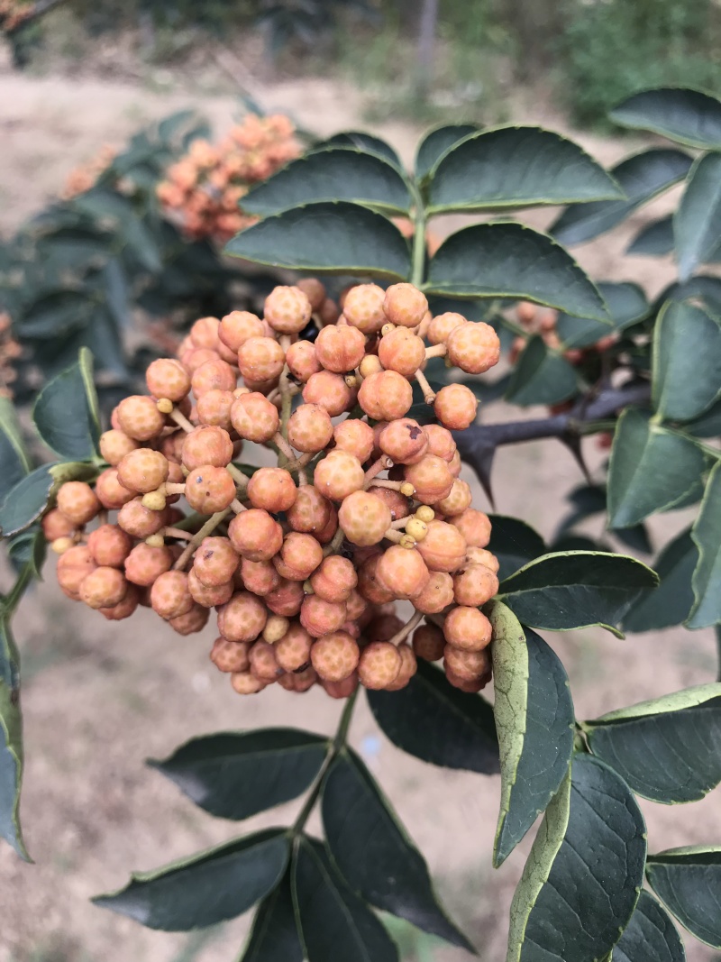 花椒苗大红袍无刺花椒树苗当年结果包技术地栽