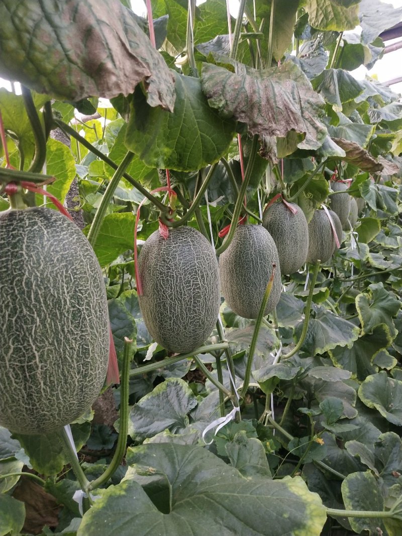 西州蜜25甜度高，皮薄，耐运输，3-6斤个头均价优