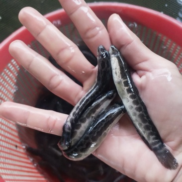 黑鱼苗(生鱼木鱼)(包邮价)
