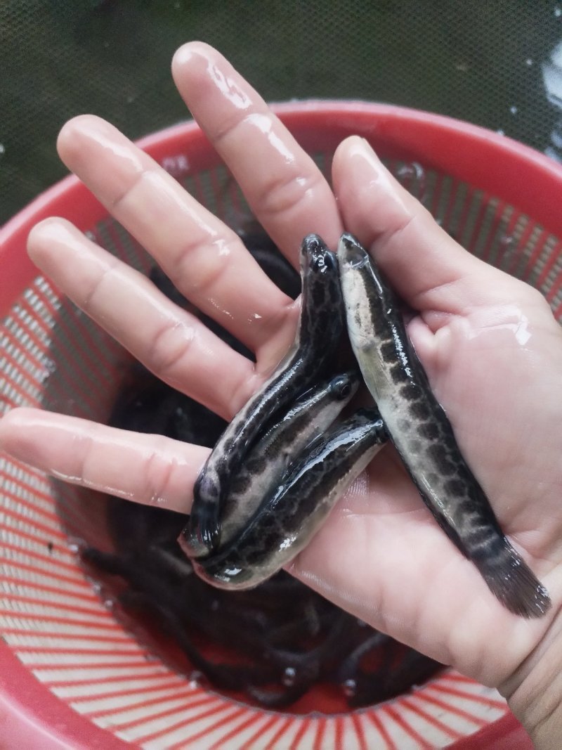 黑鱼苗（生鱼木鱼）（包邮价）